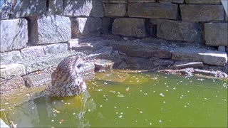 Tawny Owl Bathes in Garden