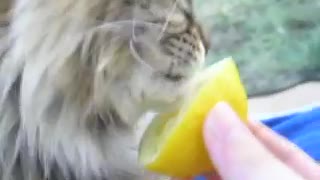 My cat eats lemons