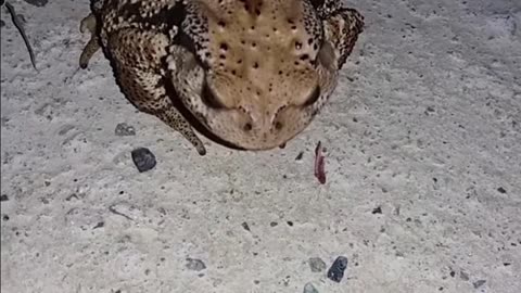 Cockroach Eating Toad