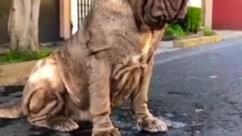 Big dangerous dog #viral &$#shorts