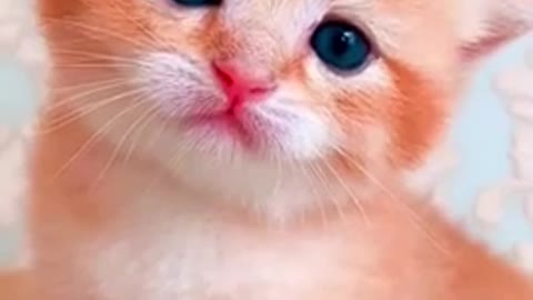 Super Cute kitten😻 Will melt your heart ♥️♥️♥️🐱#shorts #feline #cat #kitten #cute #mutchwatch #viral
