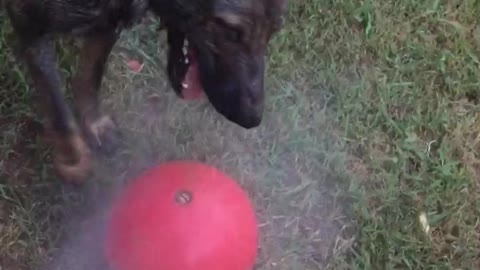 Czech Wolfdog and GSD playing in water hose