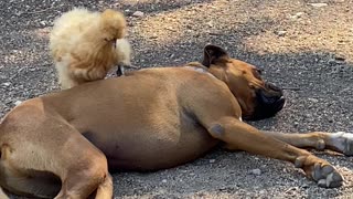 Dog Being Very Tolerant of Chickens