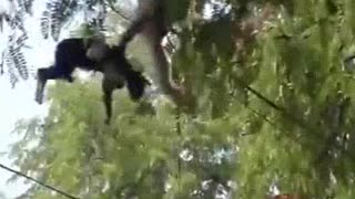 A monkey kidnaps a cat and take it up on the tree