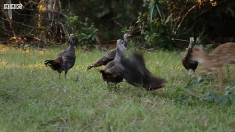 Turkeys Play with Deer and Squirrels | BBC Earth