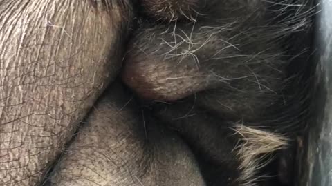 Snoozing pig