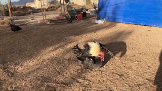 Chickens Mating - Rooster and Hen Breeding