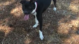 Red ball thrown at black dog but brown dog catches it