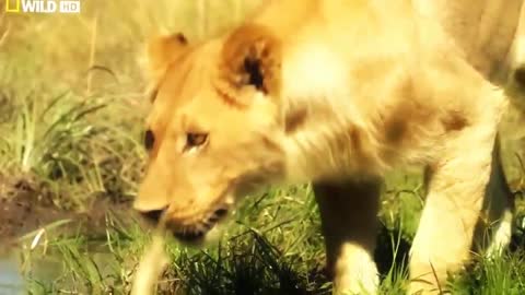 Lion Attack - Wildlife Animal Part - 02