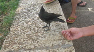 Thirsty Crow Comes to Humans for Help