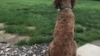 Dog plays wide receiver