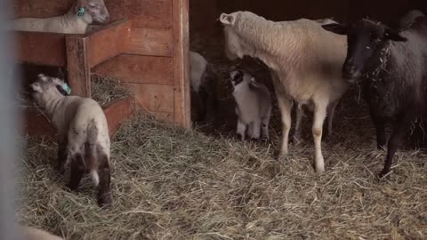 Colorful Cuties at Harvest Haven