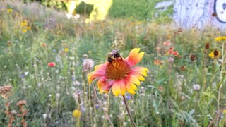 Bee Buzzing from flower to flower