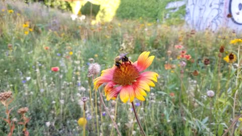 Bee Buzzing from flower to flower