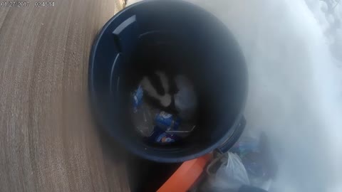 Skunk in Garbage can