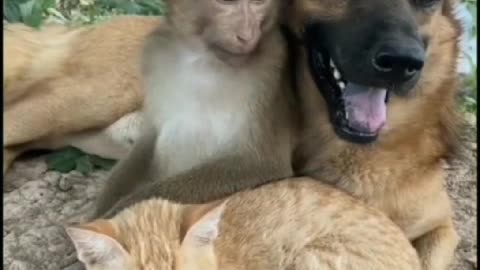 Adorable and Talented: Must-See Animal Videos!