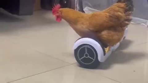 Modern Rooster