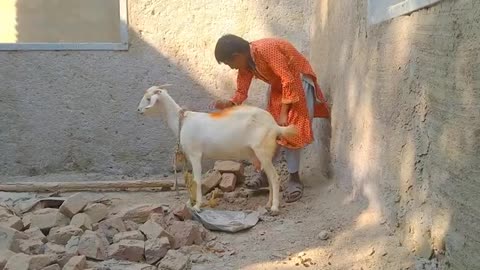 Heated Goat and Funny Boy Who Have Prank with Goat