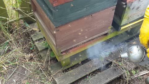 Beekeeping Video 3