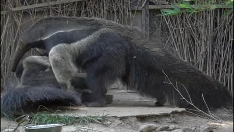 anteaters