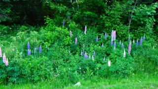 Large Leaved Lupines