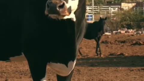 Witness an adorable sight like no other in this heartwarming video as a sweet baby cow