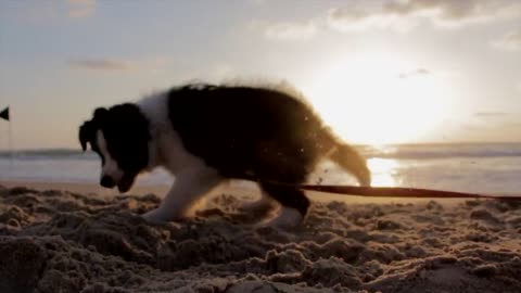 Puppy Dog play on the beach
