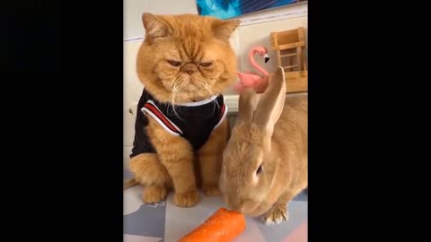 Adorable Cats Clowning Around