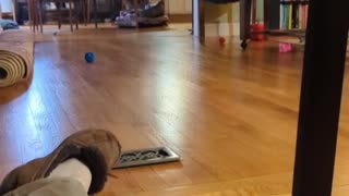 Yorkie Dog Chasing Ball and Barking