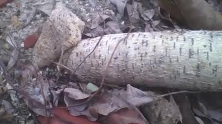 Cutting ant carrying a small leaf, while passing through a tree trunk [Nature & Animals]