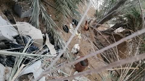 The baladi chicken looking for food among the trees is a wonderful sight