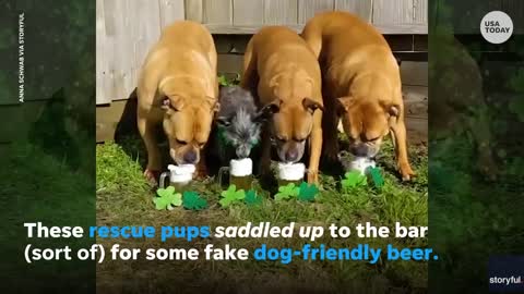 Pups chug fake beer in celebration of St. Patrick's Day