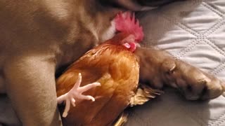 A Dog and His Rooster
