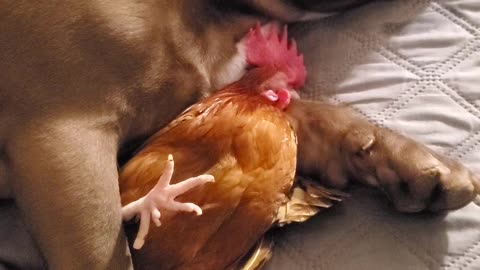 A Dog and His Rooster