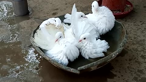 Birds in water tub in my villages