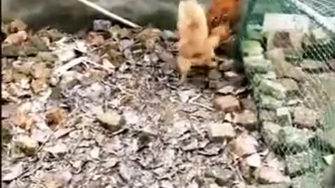 Baby chicken very funny video