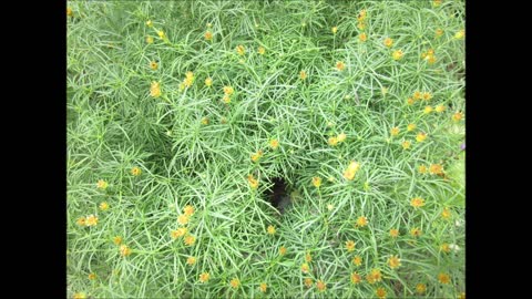 Golden Bloom Tickseed August 2021