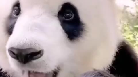 cute panda eating