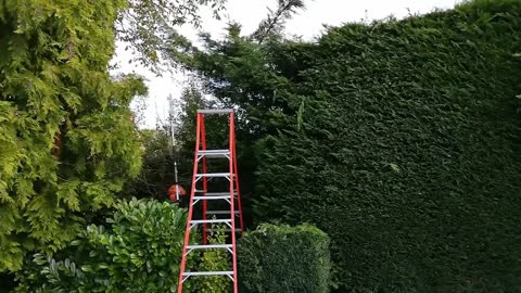 Great hedge.