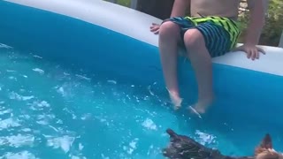 Yorkie Loves to Swim in the Pool