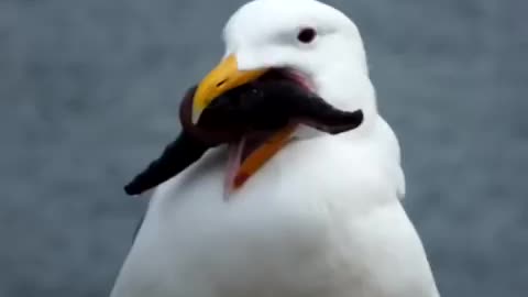 Hungry Seagull swallows a starfish whole
