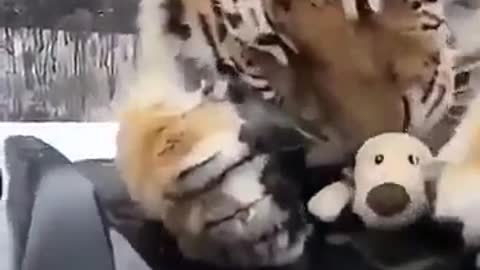 Proof Of Tigers Being Related To Cats 2019