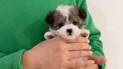 A baby puppy with a unique color and Teacup puppies with uniqueness