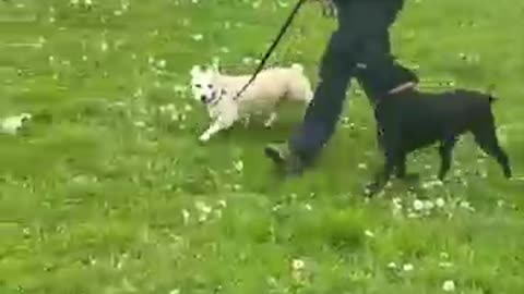 Teamwork !! Dog training corgi Pitbull