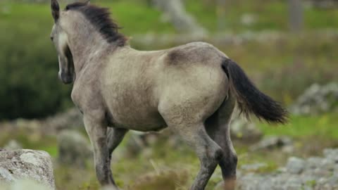 Horse Running On Grassland