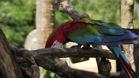 Parrot feeding