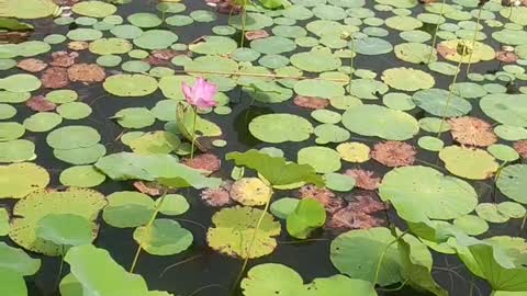 The lotus leaves in the pond full of duckweed sway in the wind