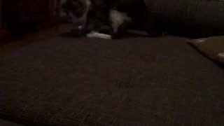 Grey cat jumping around and falling