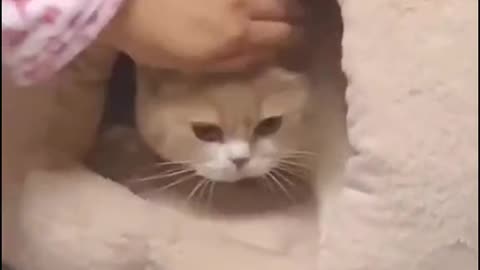 No matter what reason can stop a cat's curiosity