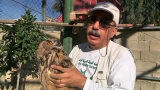 Pair of eagle owls released in West Bank